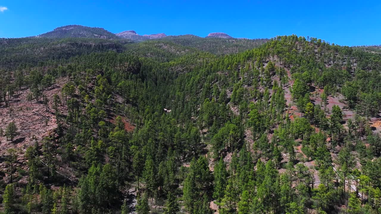 Lush pine forest on Tenerife island offers peace and scenic beauty