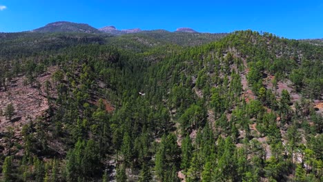 lush pine forest on tenerife island offers peace and scenic beauty