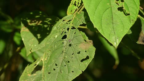 Daddy-Longlegs,-Opiliones,-Thailand