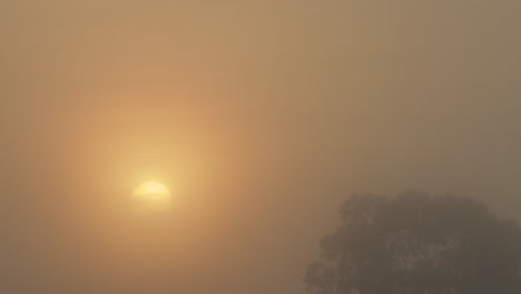 sunrise timelapse during misty hazy foggy morning with gum trees, maffra, gippsland, victoria, australia