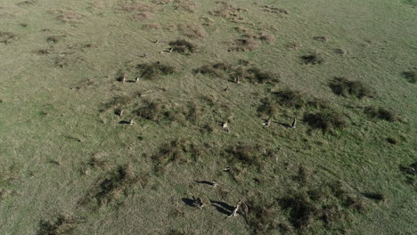 Smooth-accent-revealing-mob-of-kangaroos-grazing-on-grasslands-below