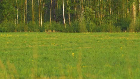 Two-European-roe-deer-walking-and-eating-on-a-field-in-the-evening,-golden-hour,-medium-shot-from-a-distance