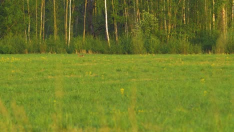 Zwei-Europäische-Rehe-Laufen-Und-Essen-Abends-Auf-Einem-Feld,-Goldene-Stunde,-Mittlerer-Schuss-Aus-Der-Ferne