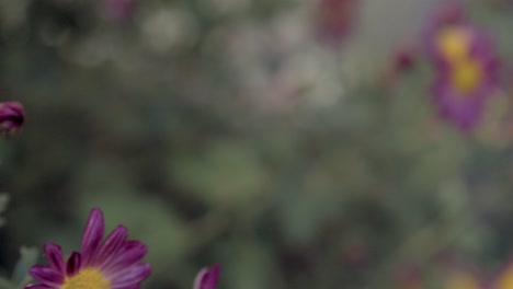 Dolly-shot-of-colorful-flowers-in-blossom-and-a-bee-rack-focus