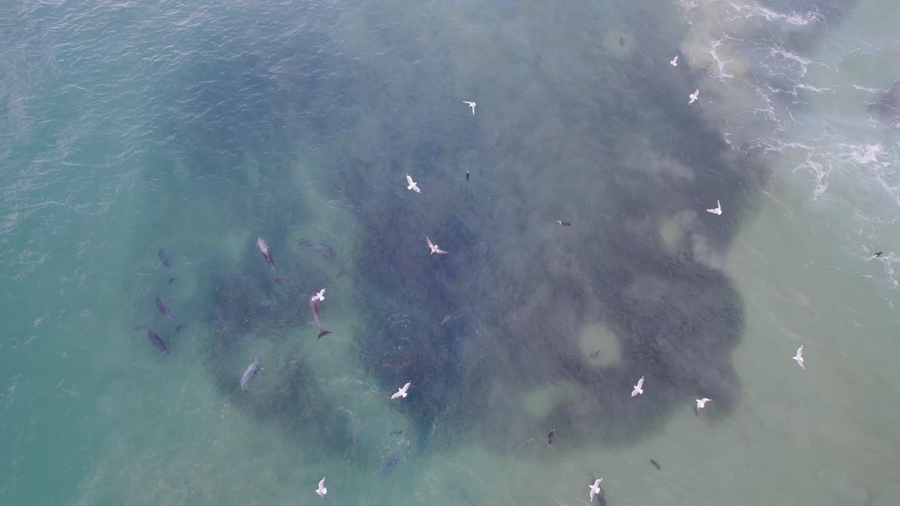 부러진 머리 에서 물고기 를 사냥 하는 바구니 코 돌고래 nsw - 바이론 지역 - 오스트레일리아