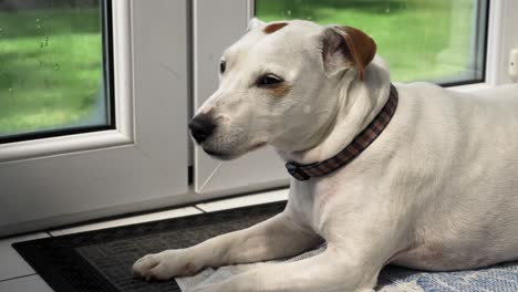 Ausgeschlossene-Sicht-Auf-Jack-Russell-Cross,-Der-Die-Augen-Schließt,-Während-Er-Sich-Drinnen-Auf-Eine-Terrasse-Setzt