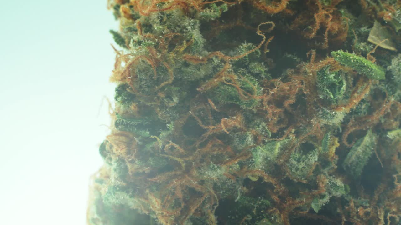 마리화나 사티바 슈퍼 레몬 기억상실 안개 바위 꽃, 주황색 변종, 녹색 및 보라색 쿠시, 360 회전 스탠드, 느린 동작 4k 비디오의 매크로 클로즈업 샷