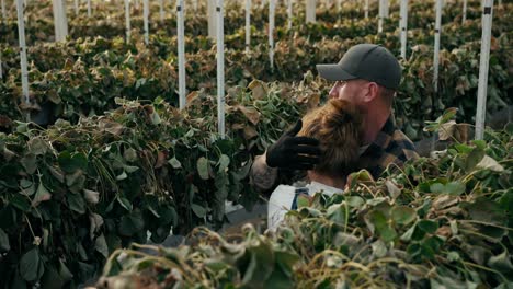 male farmer consoles his female colleague after harvesting dried strawberry bushes on the farm. lean season and dried wilted strawberry bushes in a greenhouse on a farm