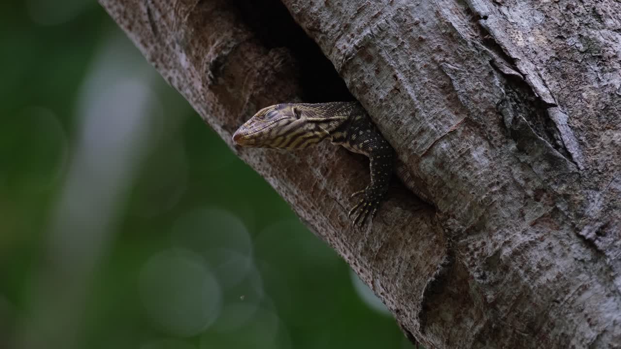 голова вытянута и держится в то же время затем закрывает глаза, чтобы спать, облачный монитор ящерица varanus nebulosus, таиланд