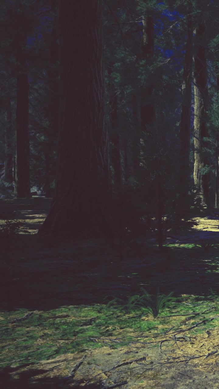 La luce del sole filtra attraverso i rami di alberi alti in una foresta