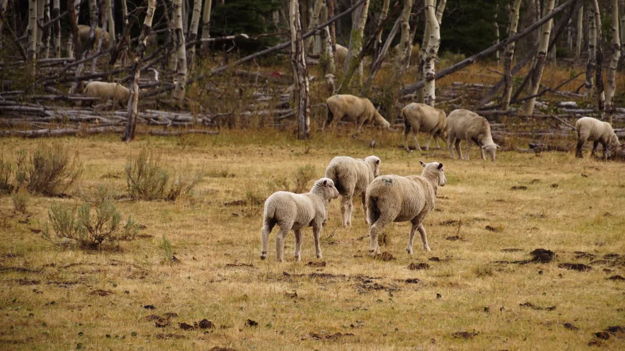 Group of Sheep Walking Through an Outdoor Meadow