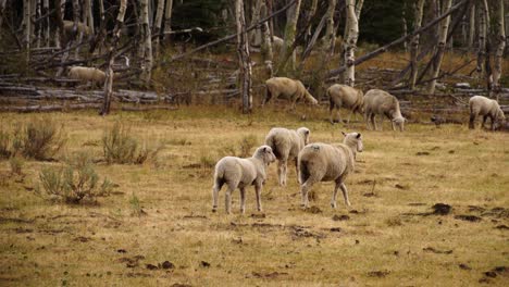 group of sheep walking through an outdoor meadow