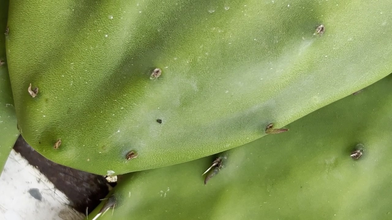 Close-up of green cactus pad surface showing small spines and textured details
