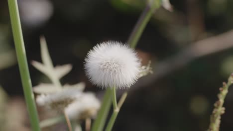 A-handheld-daylight-shot-of-a-white-Dandelion-seed-swaying-on-its-stem-in-the-wind-amongst-greenery-around