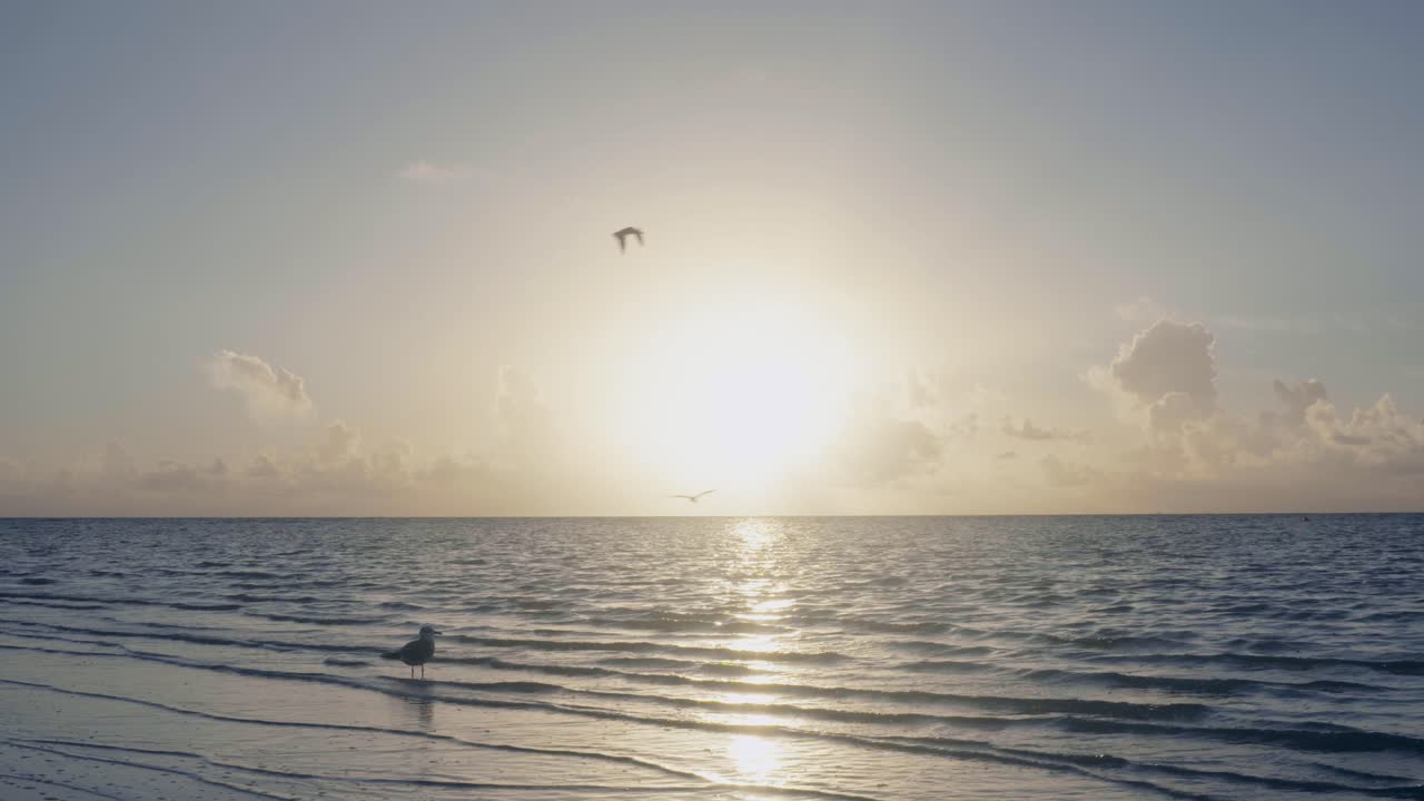 펠리컨 실루엣이 날아가는 모래 사장의 해변 일출