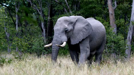 wild african elephant in botswana