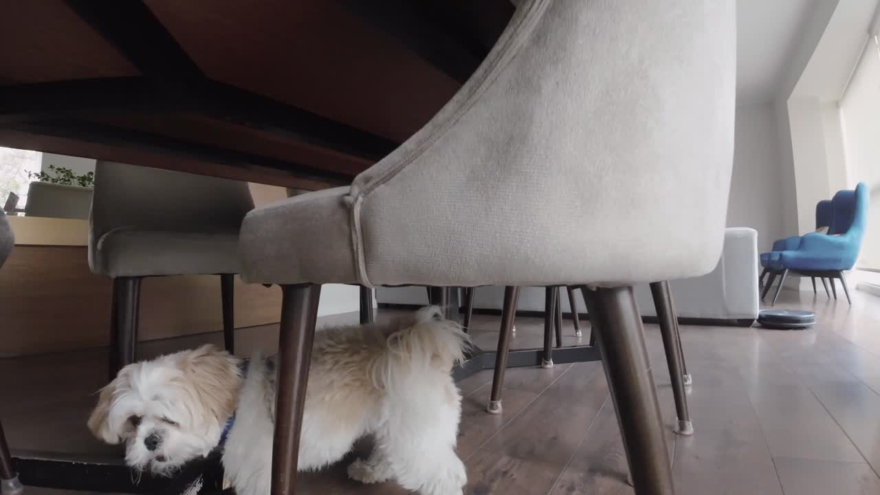 Søt liten hund sitter under spisebordet i et moderne hjem