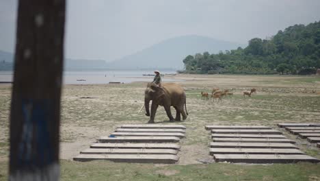 person riding an elephant by a river near construction site