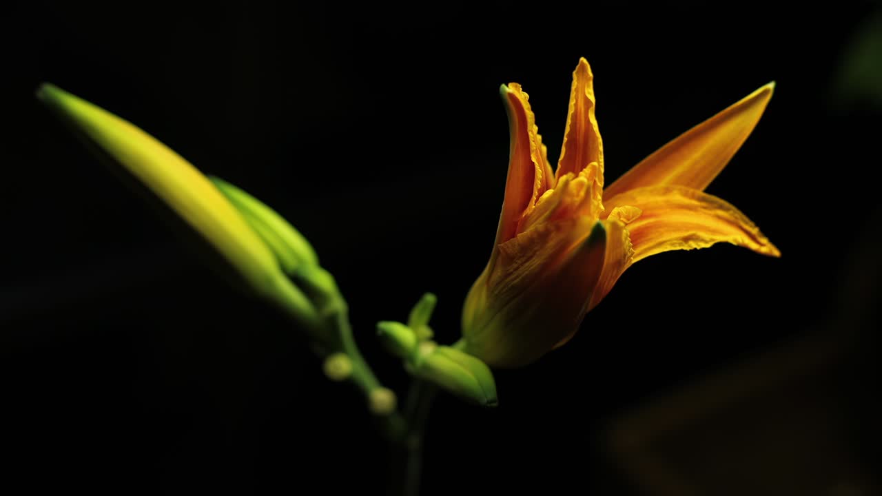 어두운 배경 에서 꽃 을 피우는 활기찬 노란색 꽃 의 클로즈업