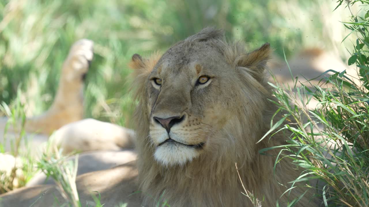 Close up of male lion lying under a tree in Africa
