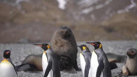 Pingüinos-Rey-Y-Lobos-Marinos-Antárticos-Que-Viven-En-Armonía-En-La-Isla-De-Georgia-Del-Sur,-Animales-Subantárticos-En-Hábitat-Natural