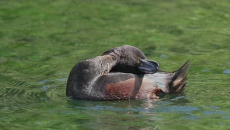 new zealand scaup duck rubs its head on its back while swimming in a lake