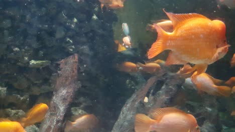 red devil cichlid fish (amphilophus labiatus) close up shoot