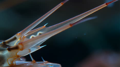 macro close-up of a crustacean or insect appendage