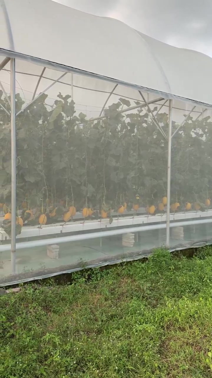 Hydroponinen melonikasvihuone automaattisella sumutusjärjestelmällä