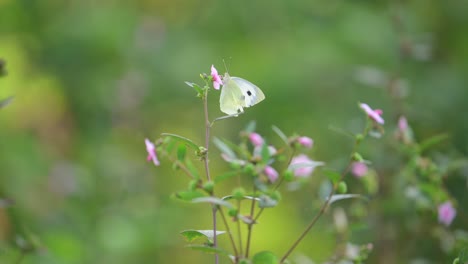 a delicate white butterfly with black markings rests on a slender stem with small pink flowers.