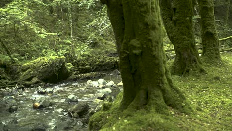 A-stream-runs-past-ancient-tree's-in-a-hidden-forest