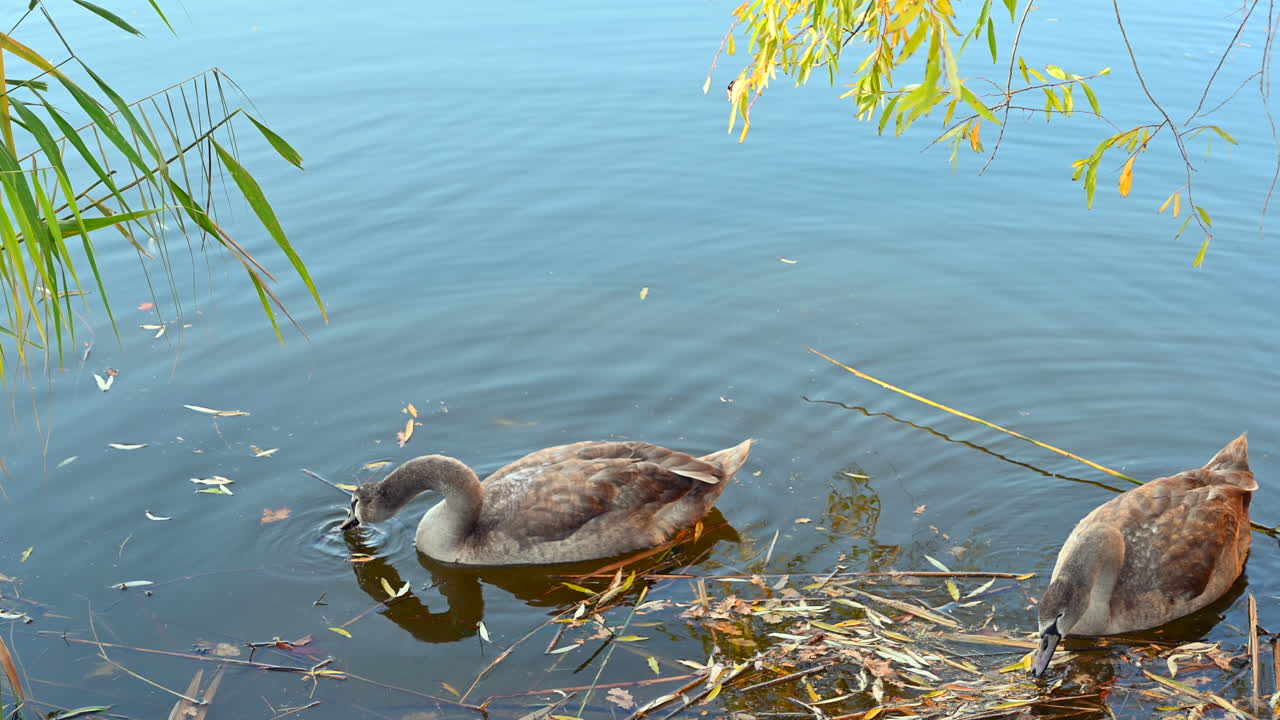 Due giovani cigni cercano con grazia il cibo nelle acque calme di un lago. L'ambientazione presenta uno splendido fogliame autunnale e delicate increspature sulla superficie