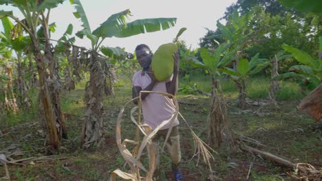 un hombre africano que lleva una gran fruta de jack en su hombro en el áfrica rural