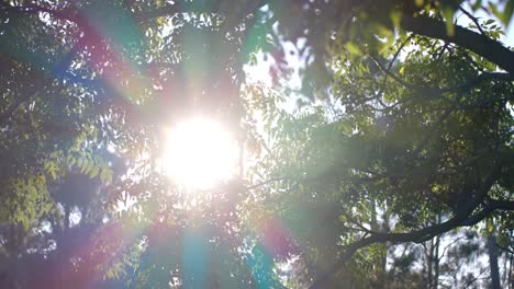 trees with multiple green leaves on sunny day, slow motion