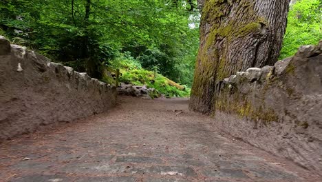 a serene walk through a forest path