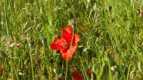 Eine-Mohnblume-Mit-Einer-Bestäubenden-Biene