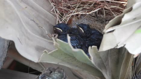 Rot-Belüftete-Bubul-Vogel-Küken-Im-Nest