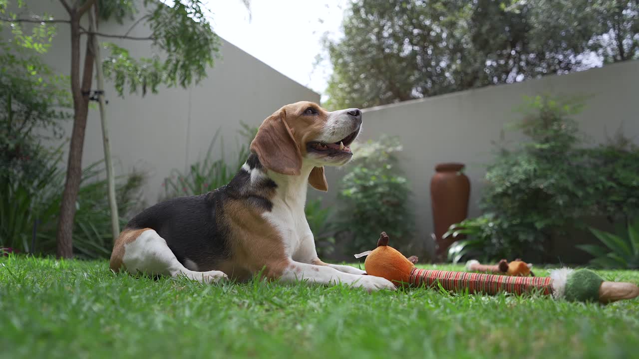 Giovani cani beagle che ansimano nel giardino di una casa suburbana, ripresa dal basso.