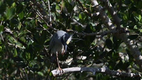 Garza-Nocturna-De-Corona-Amarilla-Adulto-Rascándose-La-Cabeza,-Los-Insectos-Vuelan,-Florida,-Estados-Unidos