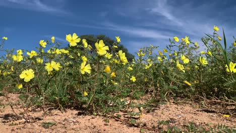 Tiefwinkelaufnahme-Von-Teufelsdornblumen,-Die-Im-Wind-Wehen,-Mit-Einem-Wunderschönen-Blauen-Himmel-Am-Horizont,-Kgalagadi-Transfrontier-Park