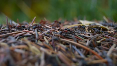 anthill top with rack focus