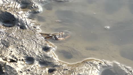 Wild-crustacean-found-in-its-natural-habitat,-a-fiddler-crab-foraging-and-sipping-minerals-in-a-puddle-of-water-in-the-muddy-tidal-flat-at-Gaomei-wetlands-preservation-area,-Taichung,-Taiwan