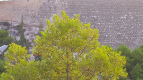 Top-of-a-pine-on-top-of-a-hill,-beautiful-green-colors-and-oranges