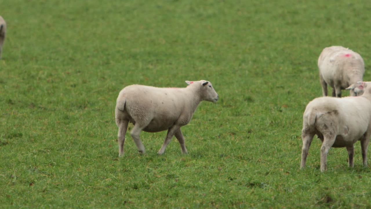Una pecora che cammina in un campo erboso in pieno inverno. Staffordshire. Inghilterra. Regno Unito.
