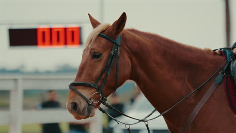 close-up of chestnut horse with bridle during equestrian competition countdown