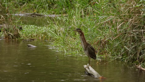 La-Garza-Verde-En-Un-Lago-Tranquilo-Al-Acecho-Llena-Su-Pecho-Y-Sacude-Las-Alas-Antes-De-Volar