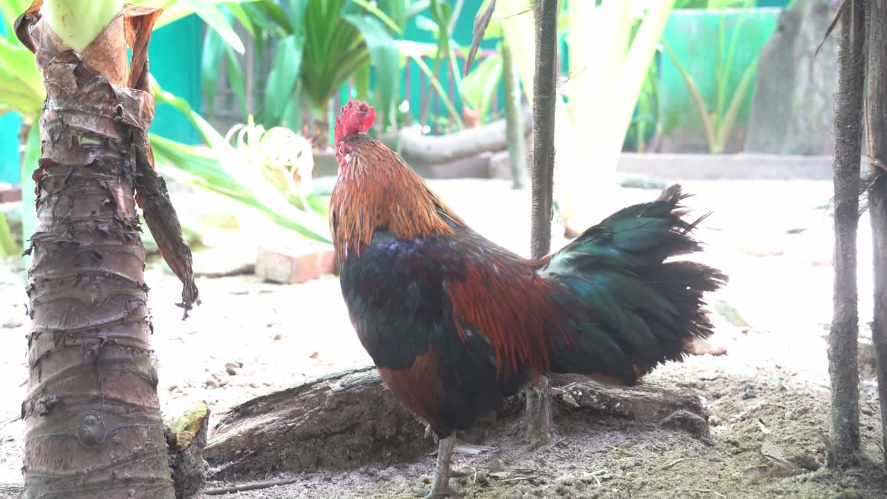 primer plano de un gallo macho de rango libre, gallo, gallus gallus domesticus preguntándose por el medio ambiente, a pie lentamente