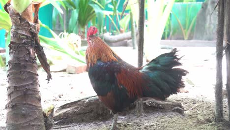 close up shot of a free range male rooster, cock, gallus gallus domesticus wondering around the environment, slowly walk away