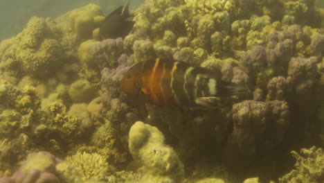 Red-Breasted-Wrasses-in-the-Coral-Reef-of-The-Red-Sea-of-Egypt