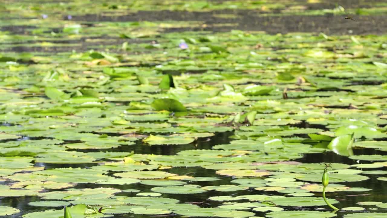 A serene view of lily pads floating on calm water, framed by dense green foliage.